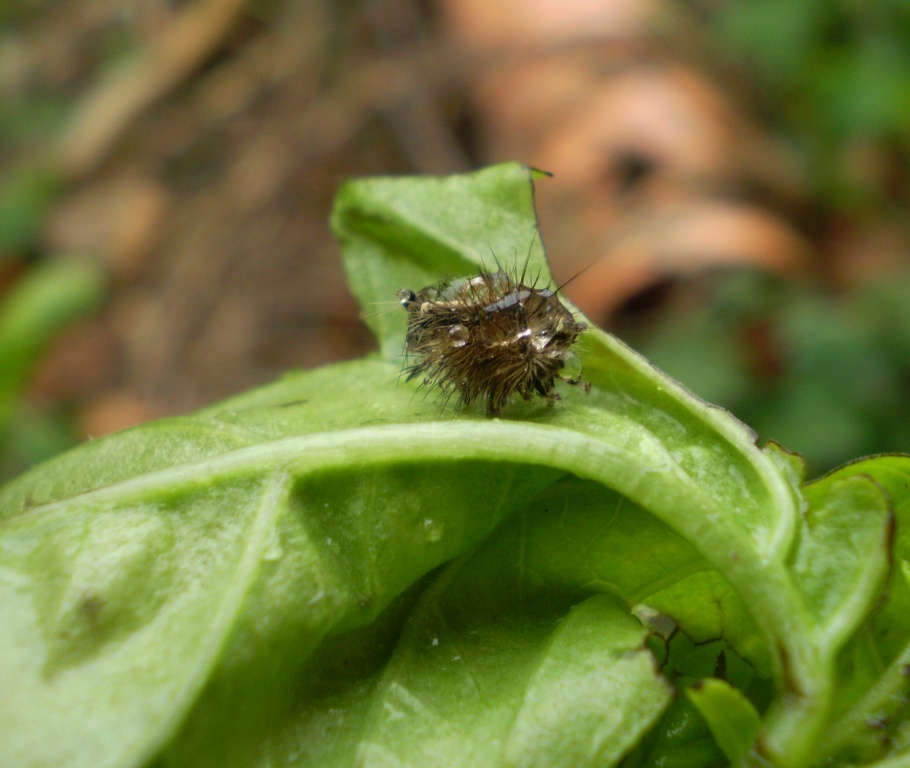 Ichneumonidae (Anomaloninae) ed exuvia (muta) di lepidottero